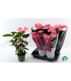 Anthurium Maine pot de 17