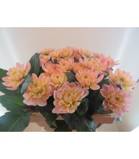 Dahlia Diana's memory 55 cm