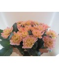 Dahlia Diana's memory 55 cm