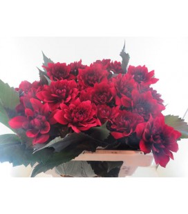 Dahlia red pannier 55 cm
