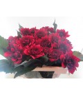 Dahlia red pannier 55 cm