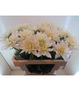 Dahlia Karma Zwaan 55 cm