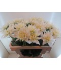 Dahlia Karma Zwaan 55 cm