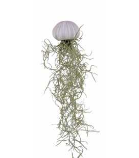 Tillansia Ø 5 deco