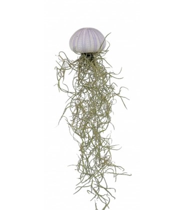 Tillansia Ø 5 deco