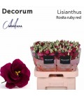 Lisianthus Rossi Red 