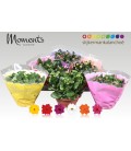 Kalanchoe mix 6 coul coupe Ø 23