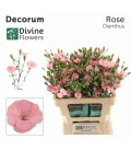 Mini oeillet solomio Rose 