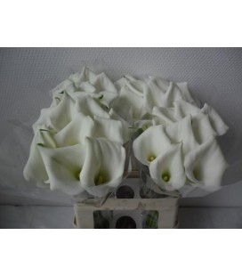 Calla Chrystal Blush 60 cm
