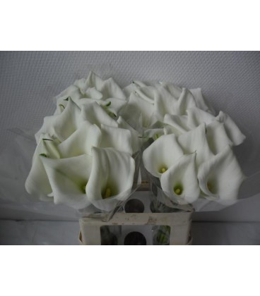 Calla Chrystal Blush 40 cm