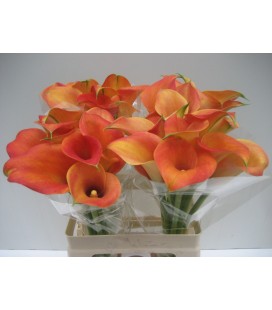 Calla captaine Brunello 60 cm