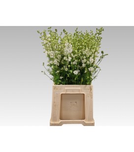 Pied d'alouette Blanc 65 cm