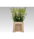 Pied d'alouette Blanc 65 cm