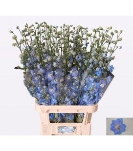 Delphinium Centurion Skyblu 100 cm