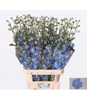Delphinium Centurion Skyblu 80 cm
