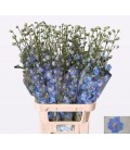Delphinium Centurion Skyblu 100 cm