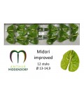 Anthurium Midori Imperial x 12