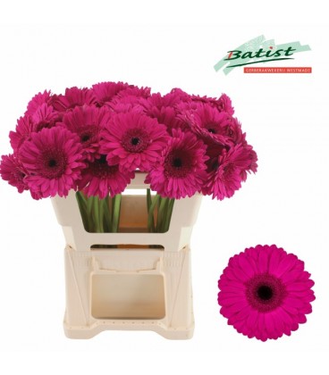 Gerbera Bon dia x 20