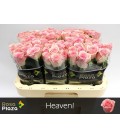 Rose Heaven 60 Cm