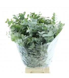 Eucalyptus cinerea 75 cm 300 g