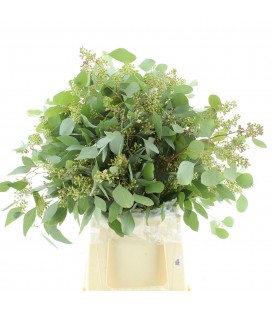 Eucalyptus populus baies 70 cm 200 