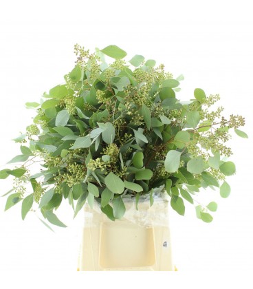 Eucalyptus populus  baie 