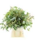 Eucalyptus populus  baie 