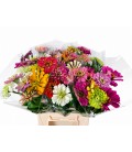 Zinnia mix couleurs  50 cm