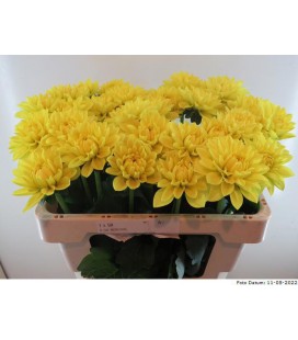 Dahlia Sunlady 55 cm