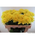 Dahlia Sunlady 55 cm