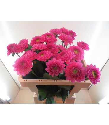 Dahlia Ball Happy Hour 60 cm