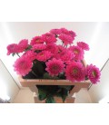 Dahlia Ball Happy Hour 55 cm