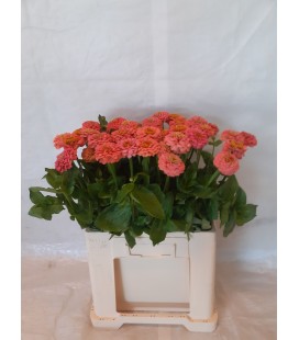 Zinnia elegans 60 cm