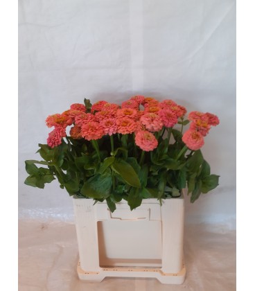 Zinnia elegans 60 cm