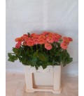 Zinnia elegans 60 cm