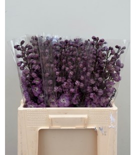 Delphinium doubl Dew Hercule 60 cm