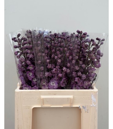 Delphinium Dew Hercule 90 cm