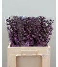 Delphinium doubl Dew Hercule 60 cm