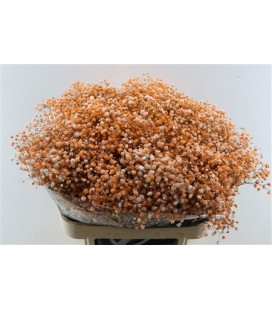 Gypso Teinté Orange
