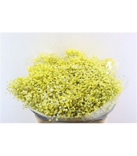 Gypso teinté Jaune