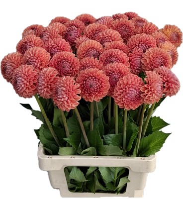 Dahlia Cornel Bronze 55 cm