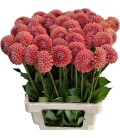 Dahlia Cornel Bronze 55 cm