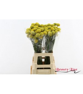 Craspedia Paint pop 60 cm
