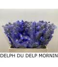 Delphinium du morning 60 cm