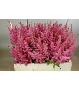 Astilbe loud proud 55 cm