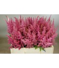 Astilbe loud proud 60 cm