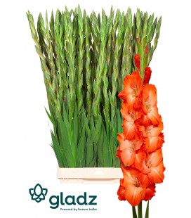 Glaieul Stromy 120 cm