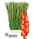Glaieul Stromy 120 cm