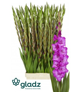 Glaieul Aurora 120 cm