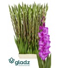 Glaieul Aurora 120 cm